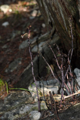 Bletia nitida