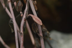 Bletia nitida