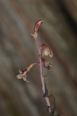Bletia nitida