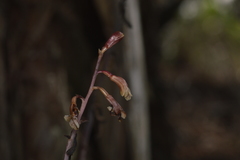 Bletia nitida