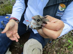 Peromyscus melanotis