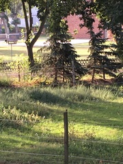 Phoenicurus ochruros