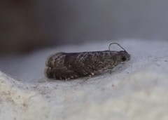 Grapholita funebrana