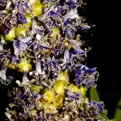 Thomisidae
