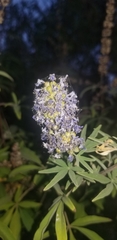 Thomisidae