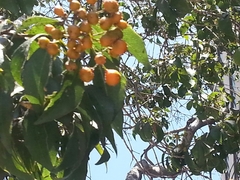 Angiospermae