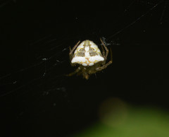 Araneus miniatus