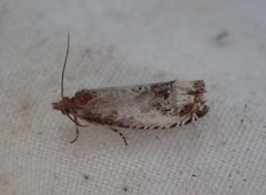 Notocelia rosaecolana