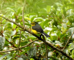 Myioborus melanocephalus