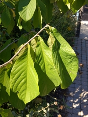 Asimina triloba
