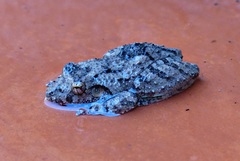 Scinax acuminatus
