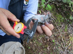 Peromyscus melanotis