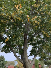 Populus deltoides