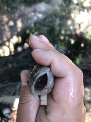 Gillichthys mirabilis