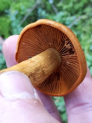 Cortinarius malicorius