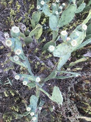 Opuntia anahuacensis