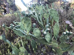 Opuntia anahuacensis