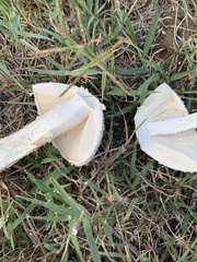 Saproamanita thiersii