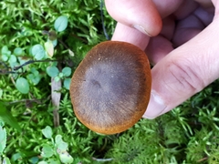 Cortinarius malicorius