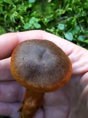 Cortinarius malicorius