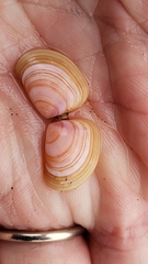 Tellina nuculoides