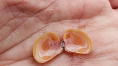 Tellina nuculoides