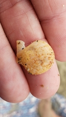 Crassadoma