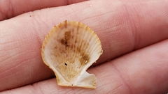 Crassadoma