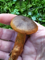 Cortinarius malicorius