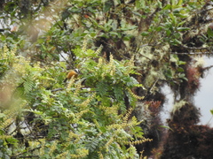 Microspingus trifasciatus