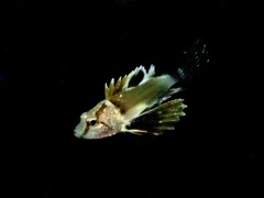 Ocellated Waspfish photo 2