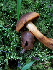 Cortinarius malicorius