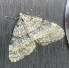 Entephria