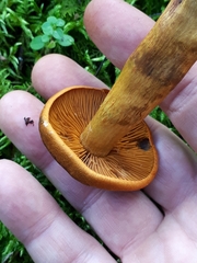Cortinarius malicorius