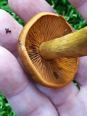 Cortinarius malicorius