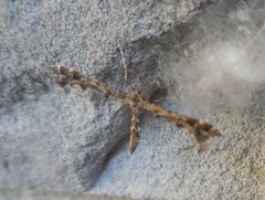 Amblyptilia punctidactyla