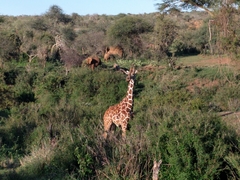 Giraffa camelopardalis reticulata