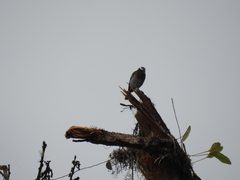 Ochthoeca rufipectoralis