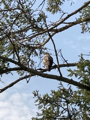 Buteo jamaicensis