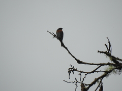 Ochthoeca rufipectoralis