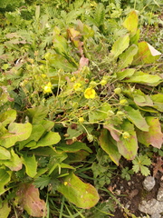 Potentilla approximata