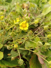 Potentilla approximata