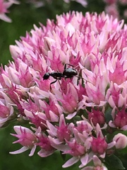 Camponotus