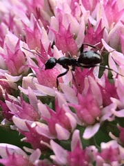 Camponotus