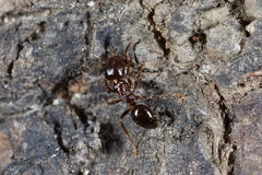 Notoncus ectatommoides