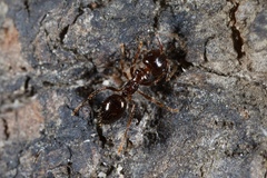 Notoncus ectatommoides