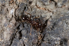 Notoncus ectatommoides