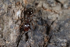 Notoncus ectatommoides