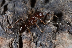 Notoncus ectatommoides