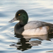 Greater Scaup - Photo (c) Анна Голубева, some rights reserved (CC BY-NC-ND)